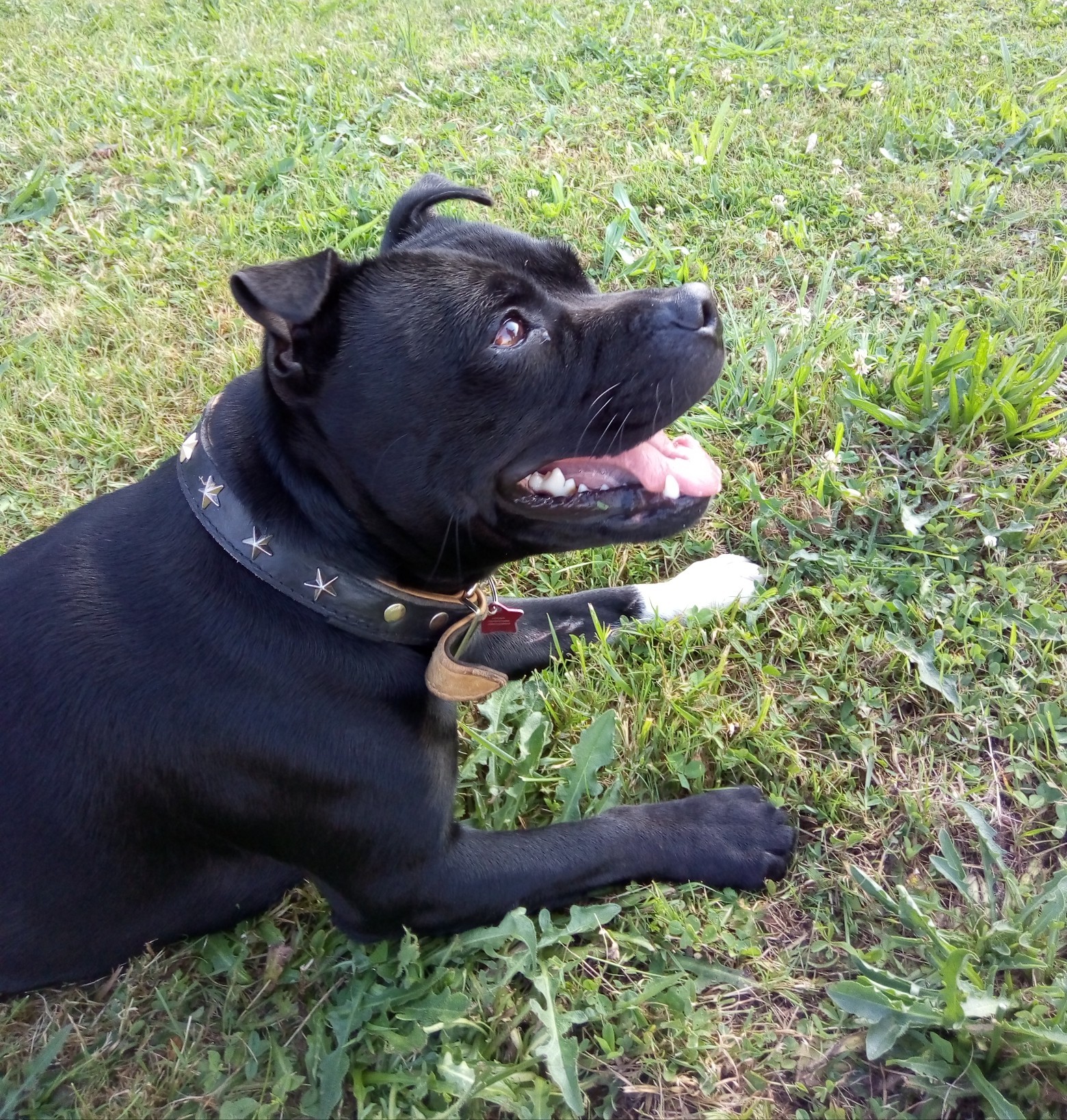 Loona Of Alfa Doggies Group